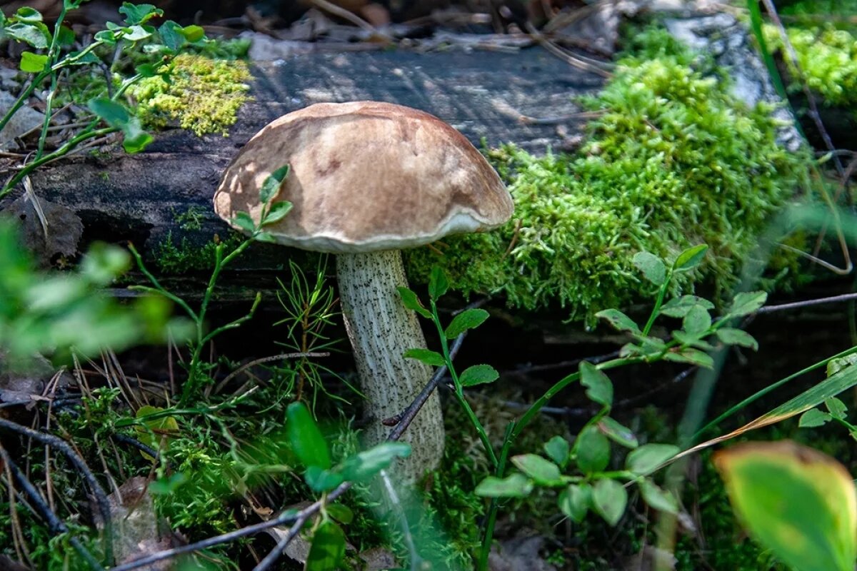    Лучшие грибные угодья находятся вблизи открытых участков лесов — поляны, прогалины, просеки, а также окраины хвойных массивов.
