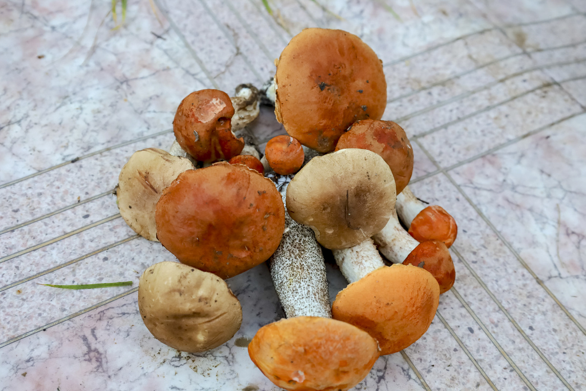 Наиболее урожайными стали Тосненский, Гатчинский и Всеволожский районы.  Фото: Фото: ФедералПресс / Елена Майорова