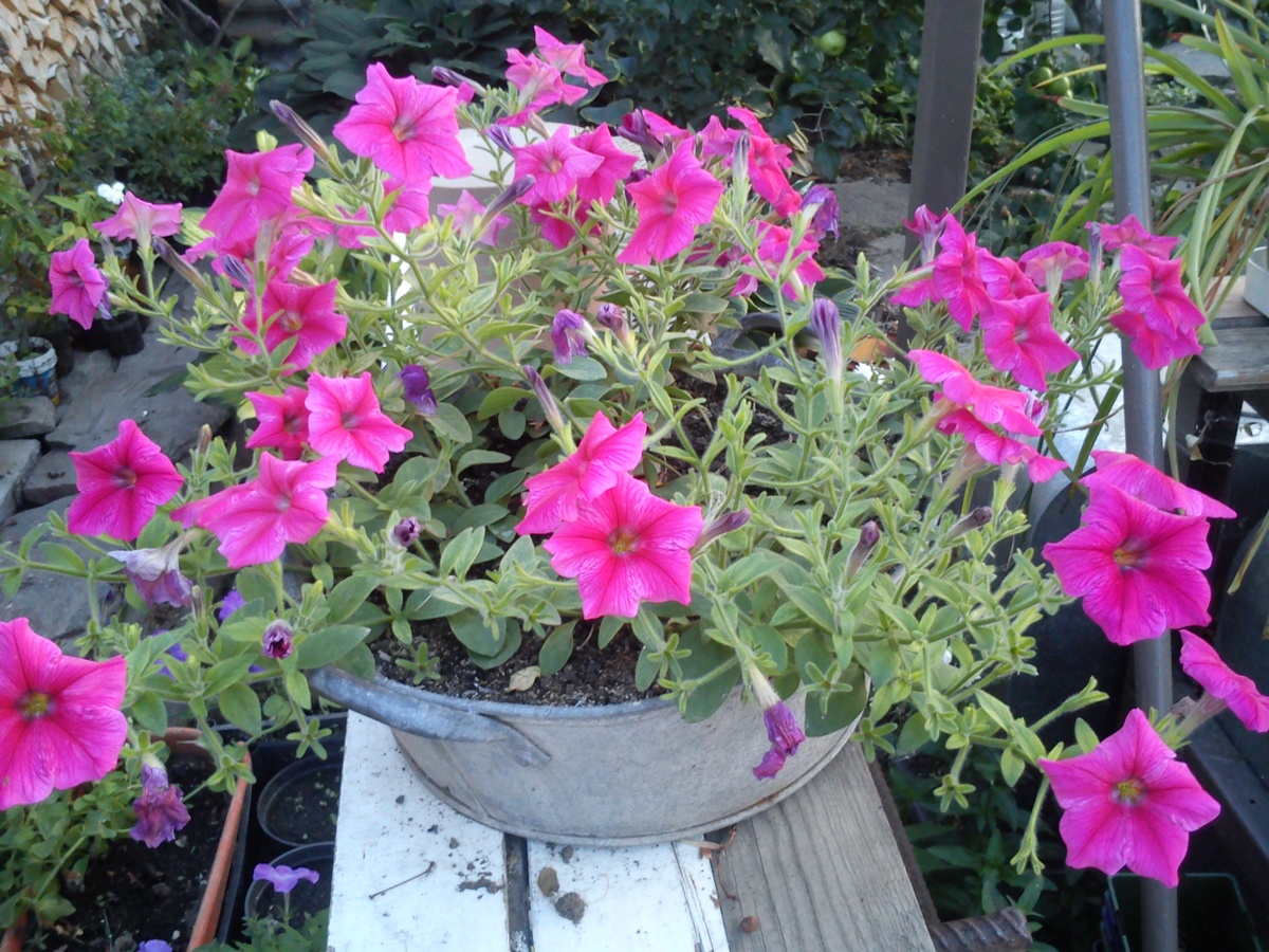 Петуния Джоконда многоцветковая , стелющаяся ,  каскадная .