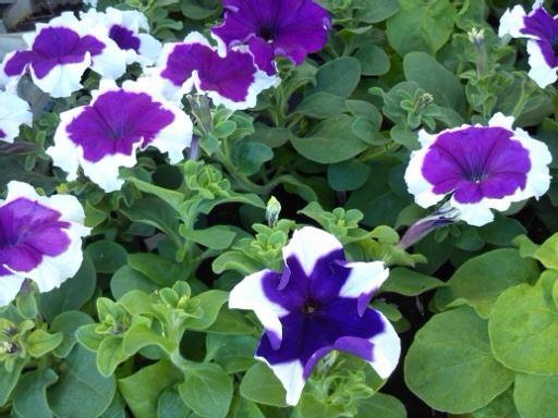 Петуния Татьяна крупноцветковая .