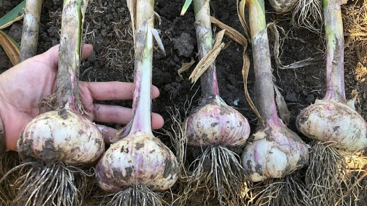 Яндекс картинки