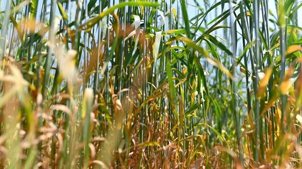    © Sputnik / Алексей Мальгавко