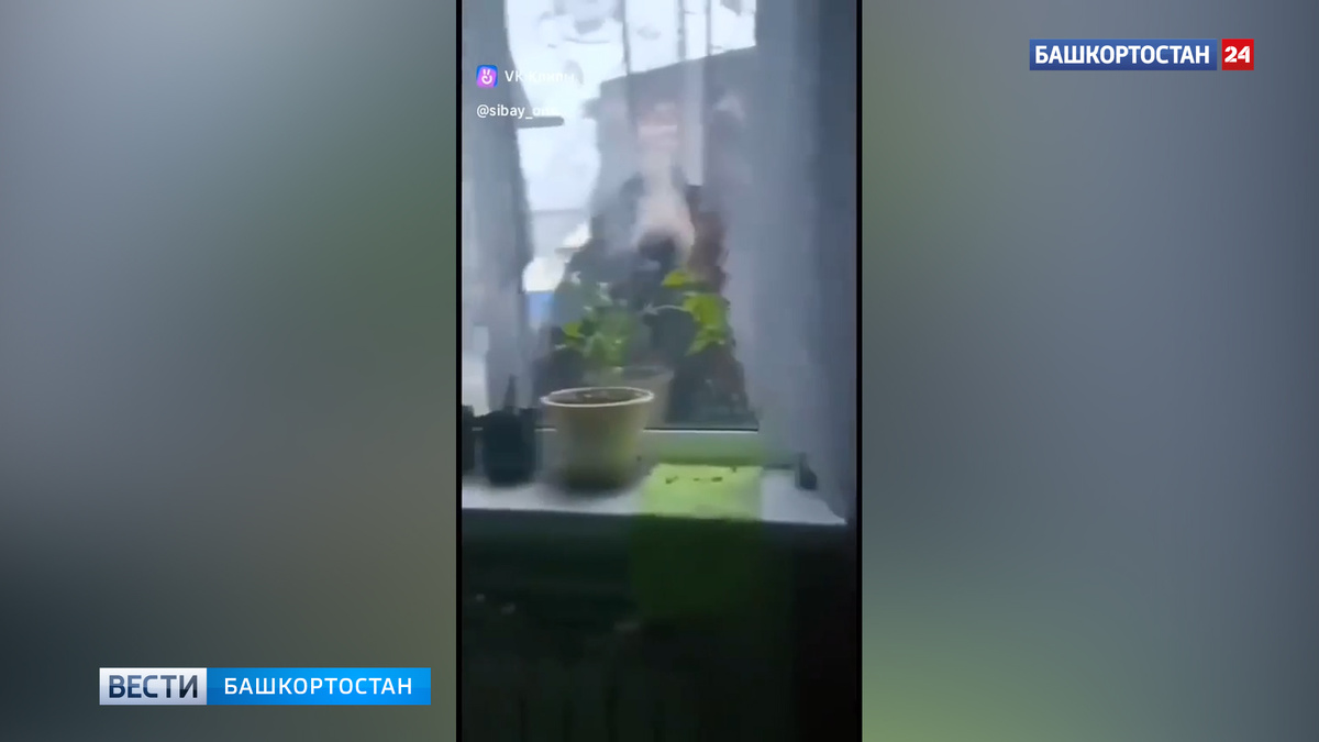    Видео с медведем, постучавшимся в окно в Башкортостане, оказалось фейком