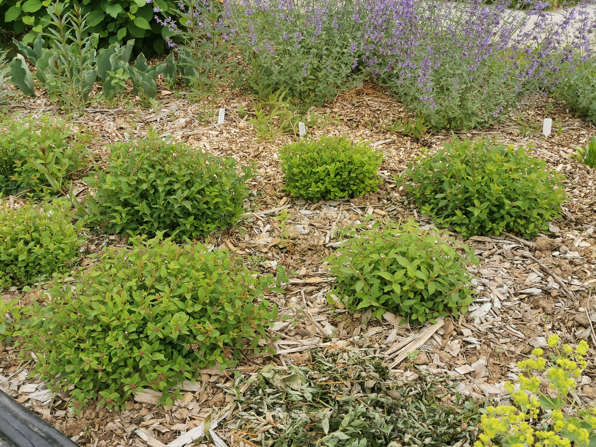 Спиреи Little Princess после стрижки