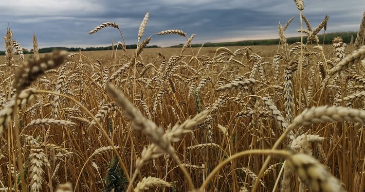    Эрготеиновая пшеница для здорового старения может появиться в полях
