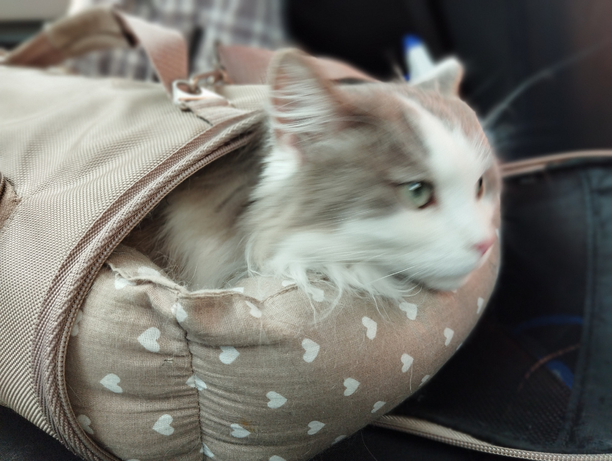 Кот сам так лег, потом ему надоело и он вышел. Не тесно ему.