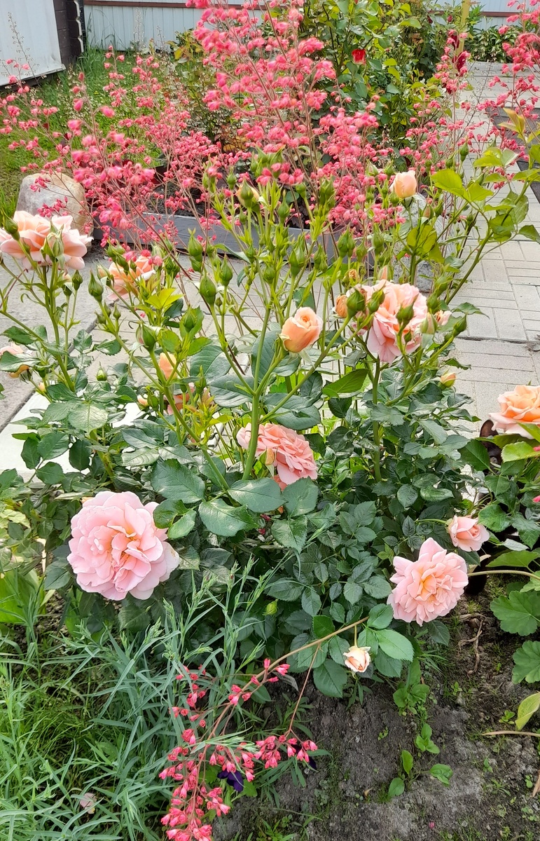 Гейша. Фото автора 