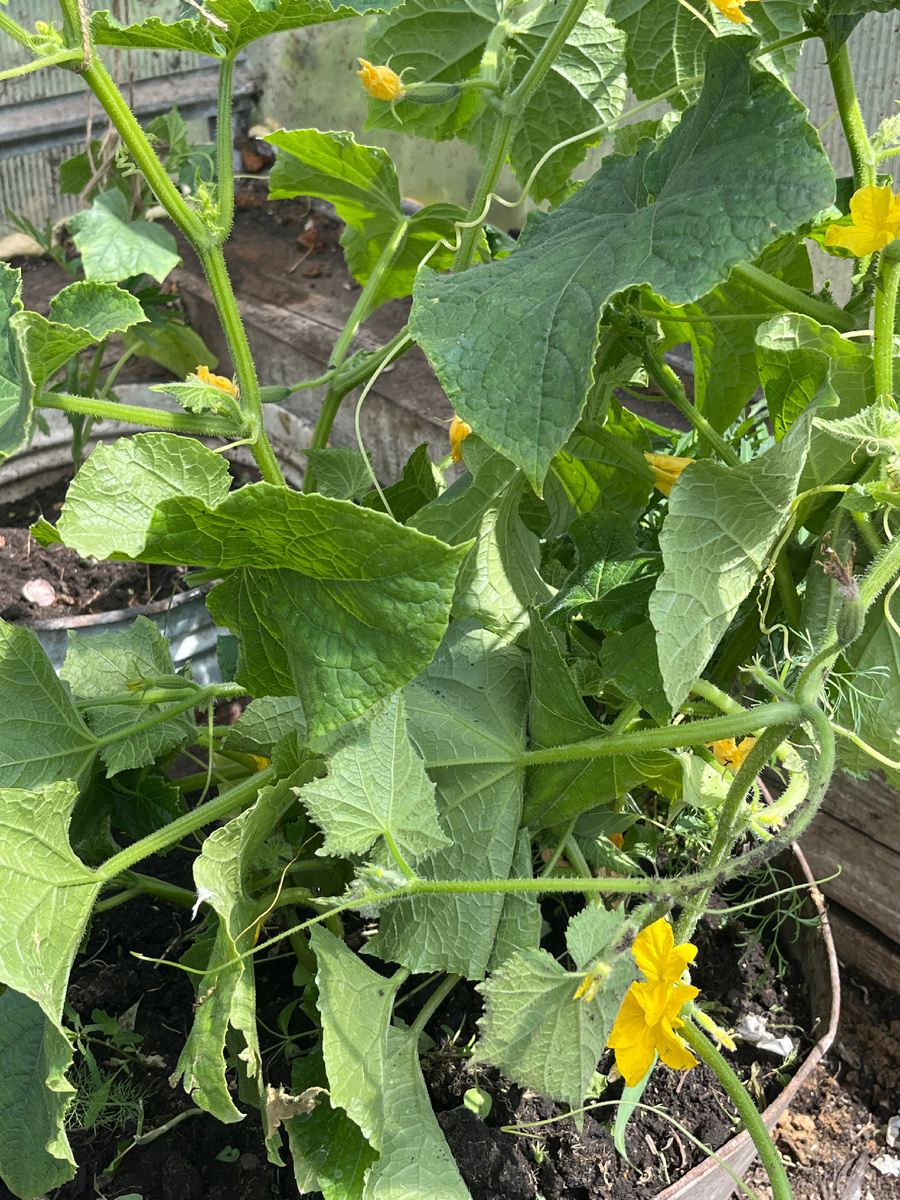 Цветут, радуют в теплице