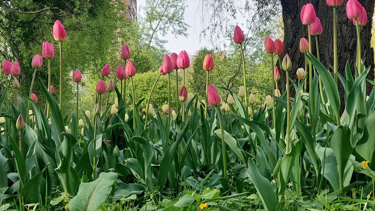 В Ботаническом саду МГУ «Аптекарский огород» на Проспекте Мира в Москве, май 2025, фото автора 