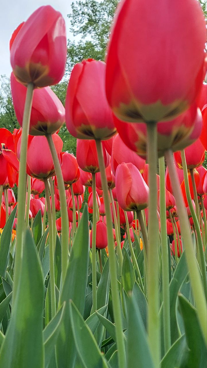 В Ботаническом саду МГУ «Аптекарский огород» на Проспекте Мира в Москве, май 2025, фото автора 