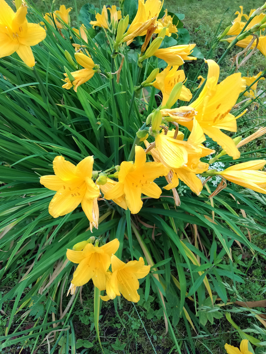 Фото автора. Любимые цветы