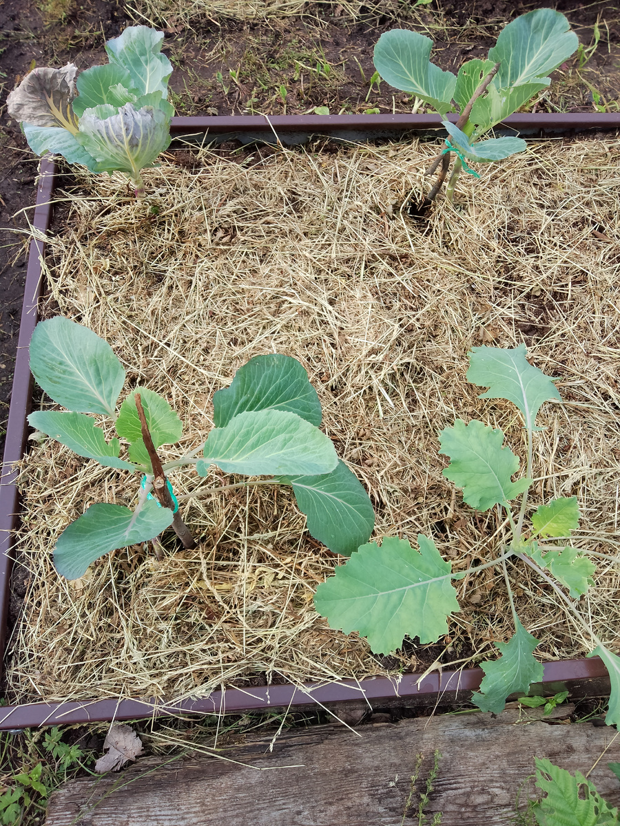 Фото автора. Вот растет капуста. Снимать всю грядку нет смысла. Всё растет в длинный ряд 