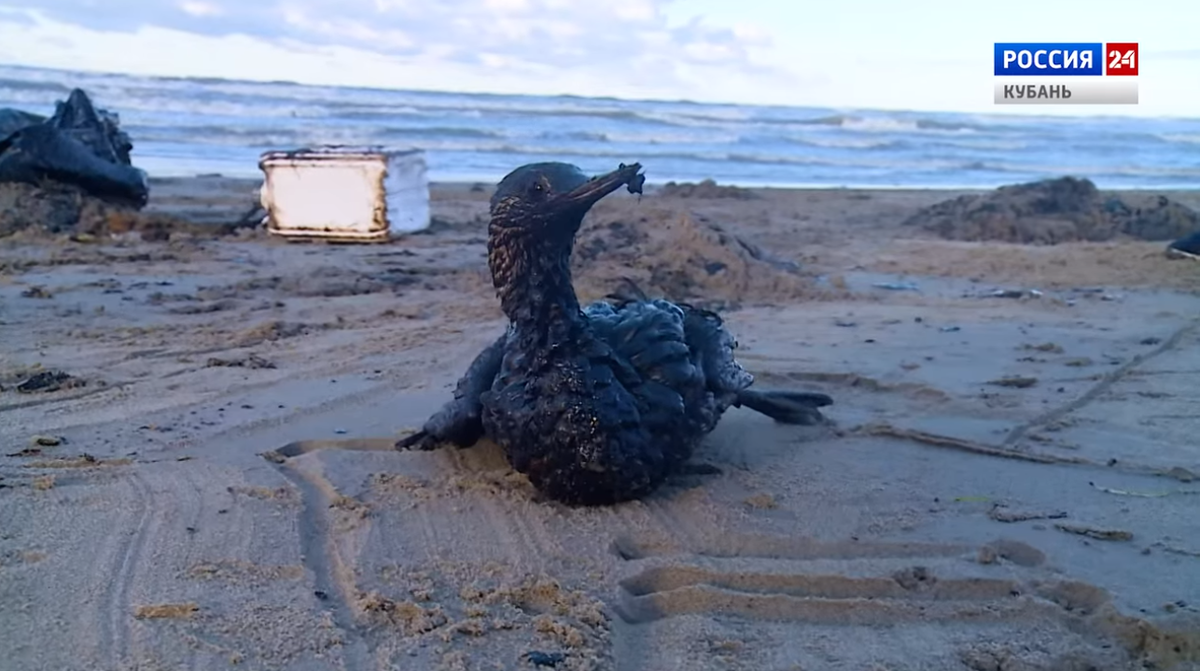    «Битва за море» завоевала любовь жюри