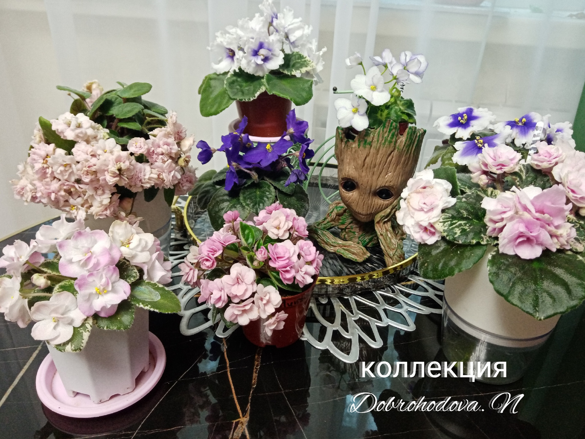 часть коллекции в цветении/фото автора