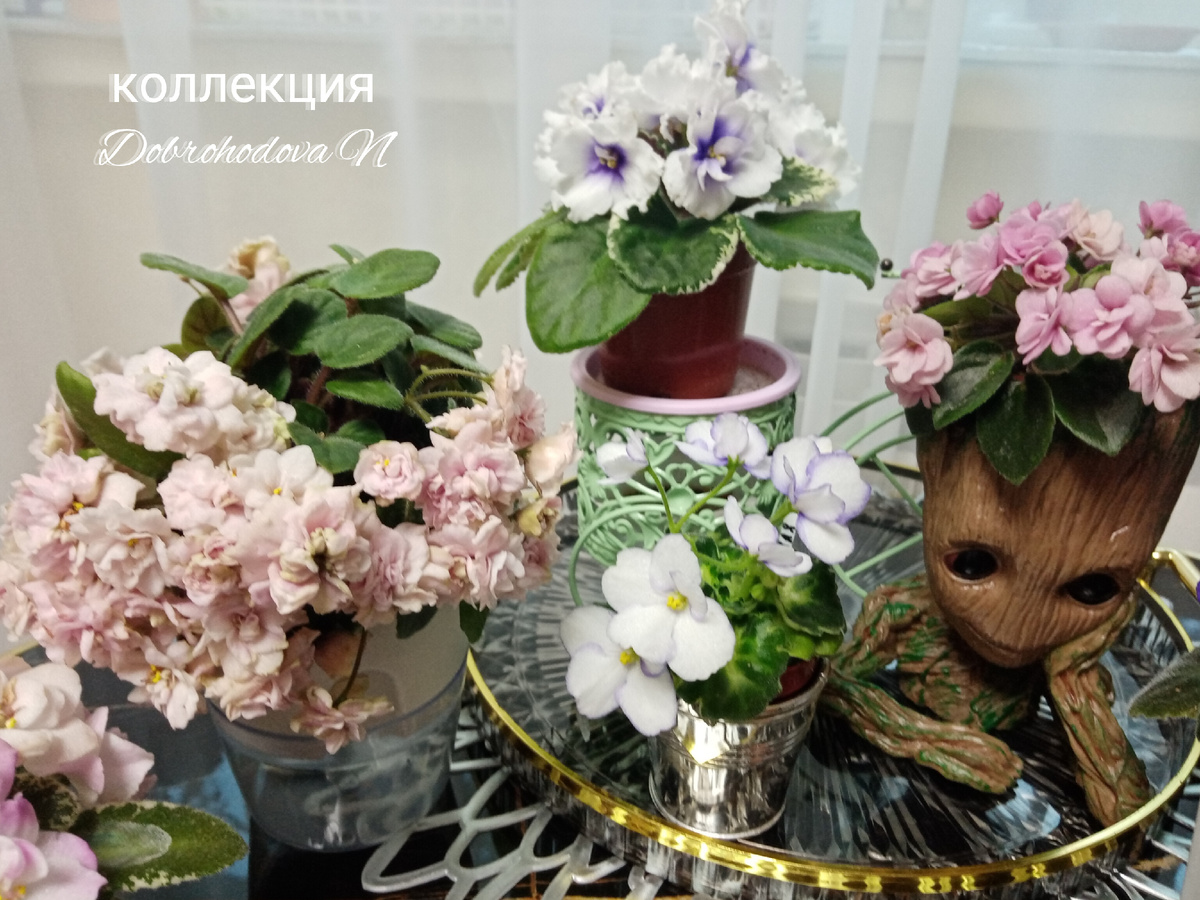 фиалки цветение в июне/фото автора