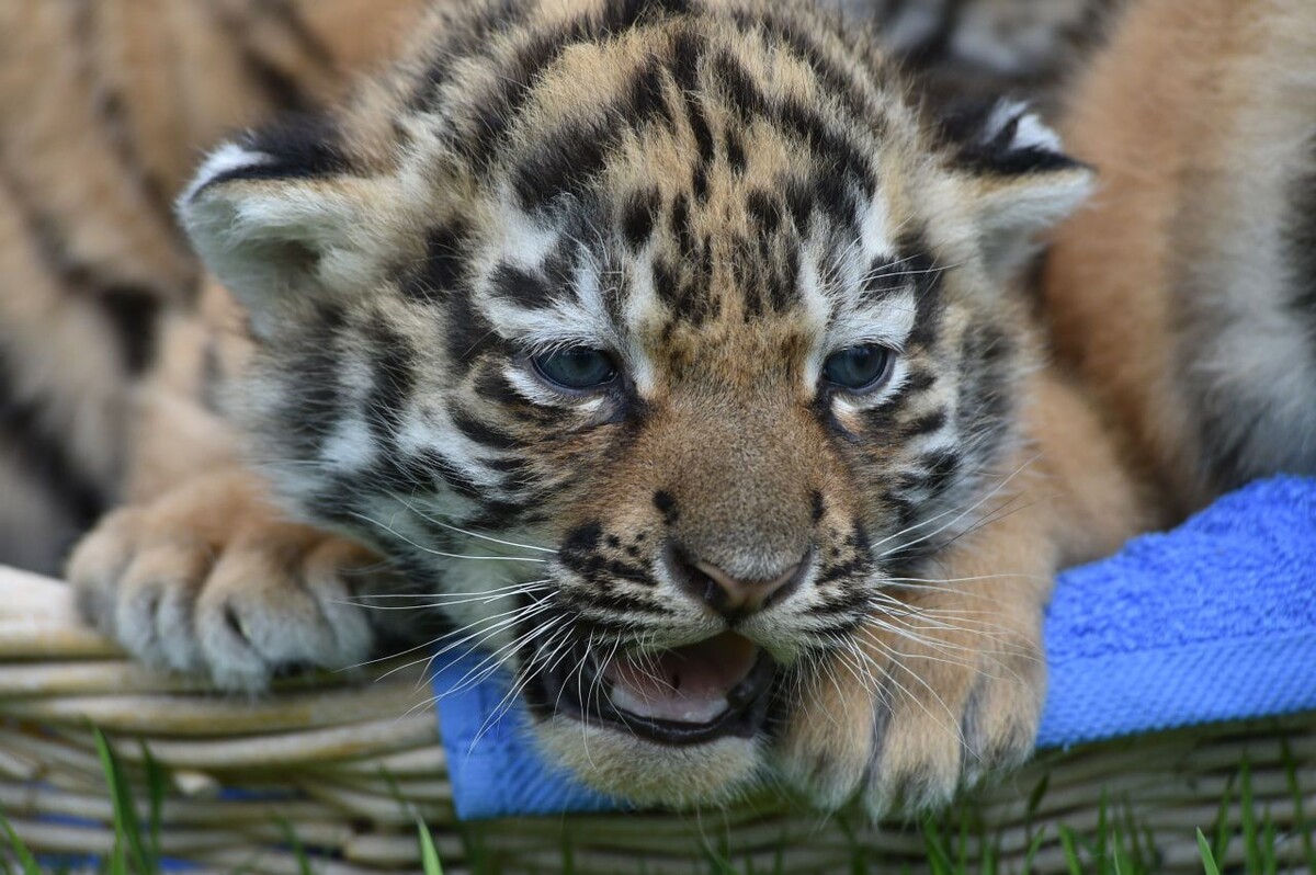     / Источник: © ИЗВЕСТИЯ/Александр Полегенько