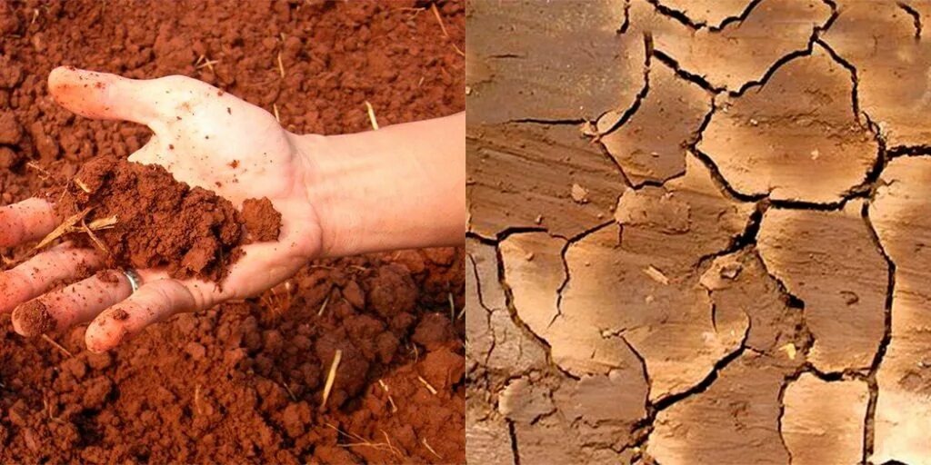 Определить тип грунта на огороде просто и интересно!