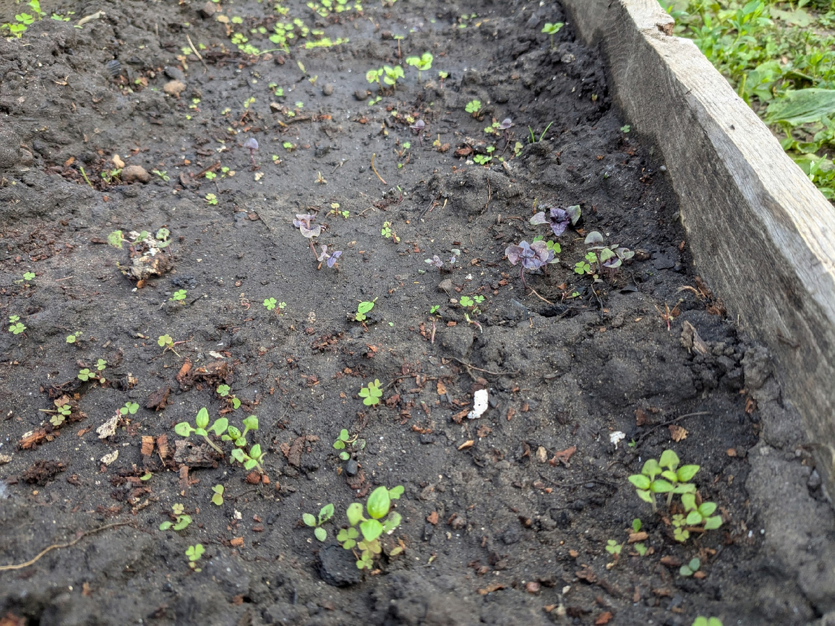 Базилик в открытом грунте