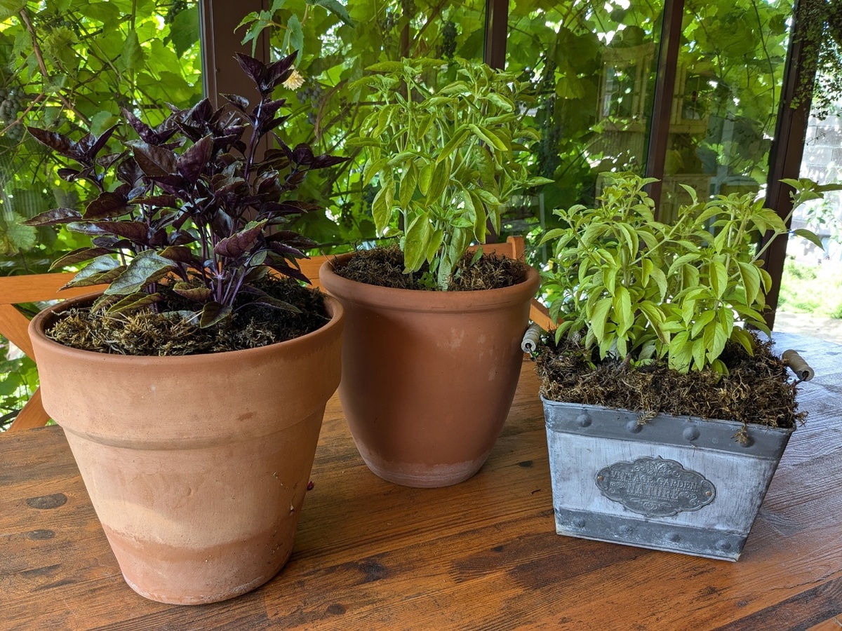 Прошлогодний базилик