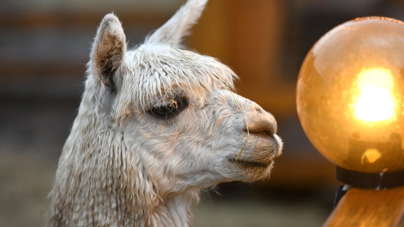    Фото: Москва 24/Антон Великжанин
