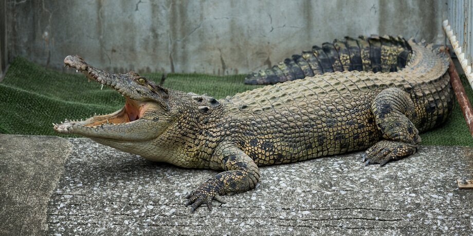    Фото: depositphotos/leungchopan