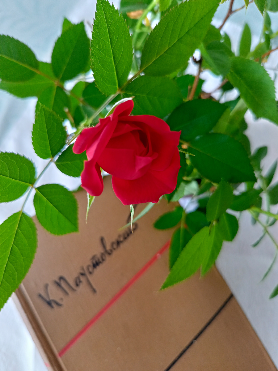 Фото автора 