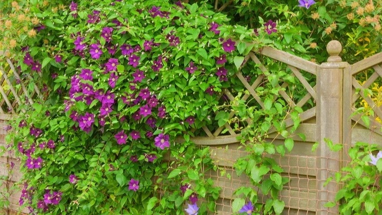 Результат правильного полива клематиса