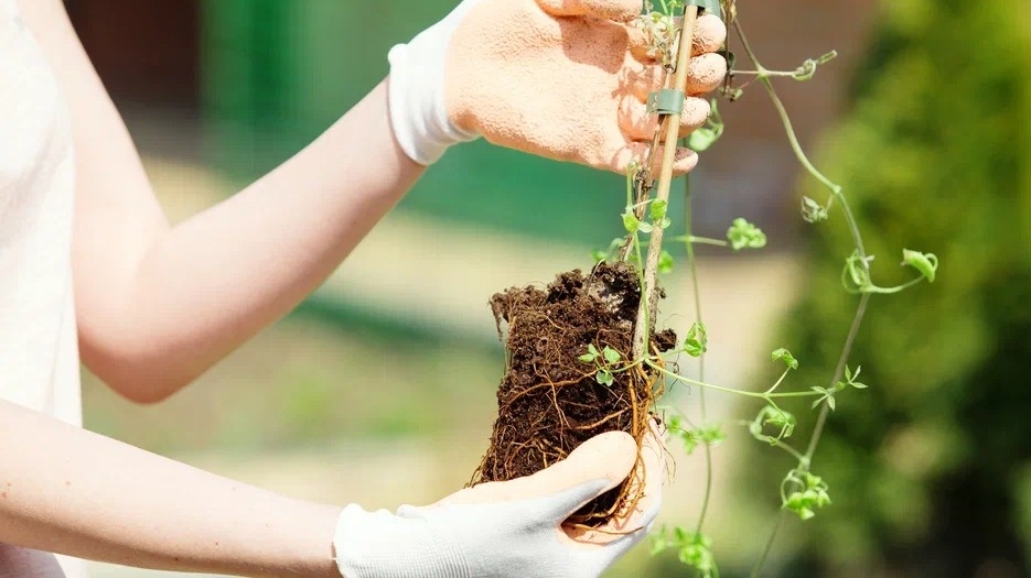 Основная масса корней клематиса располагается на глубине 30-40 см