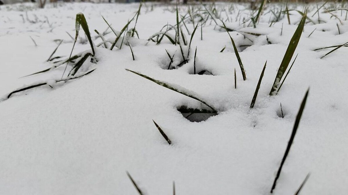    Фото: телеканал «Краснодар»