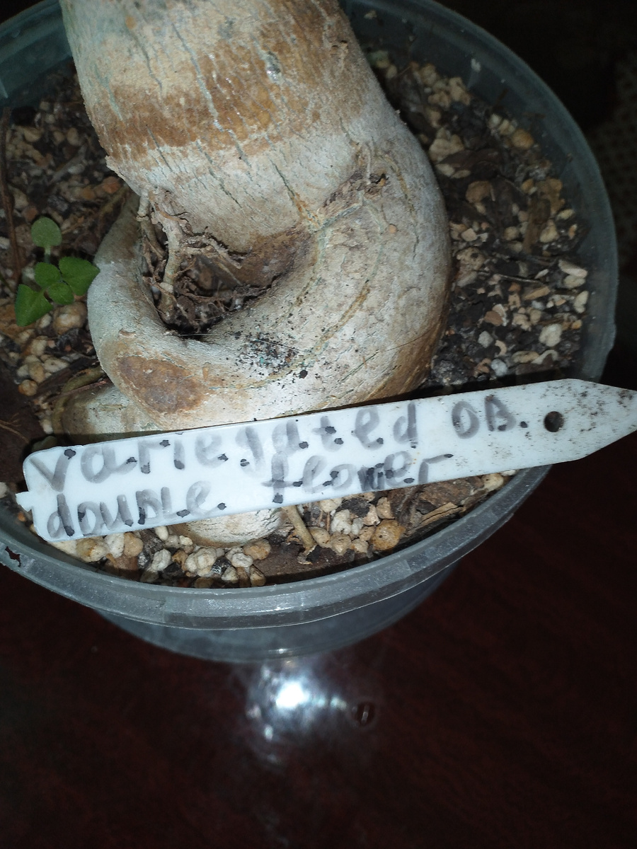 Долго писать название 