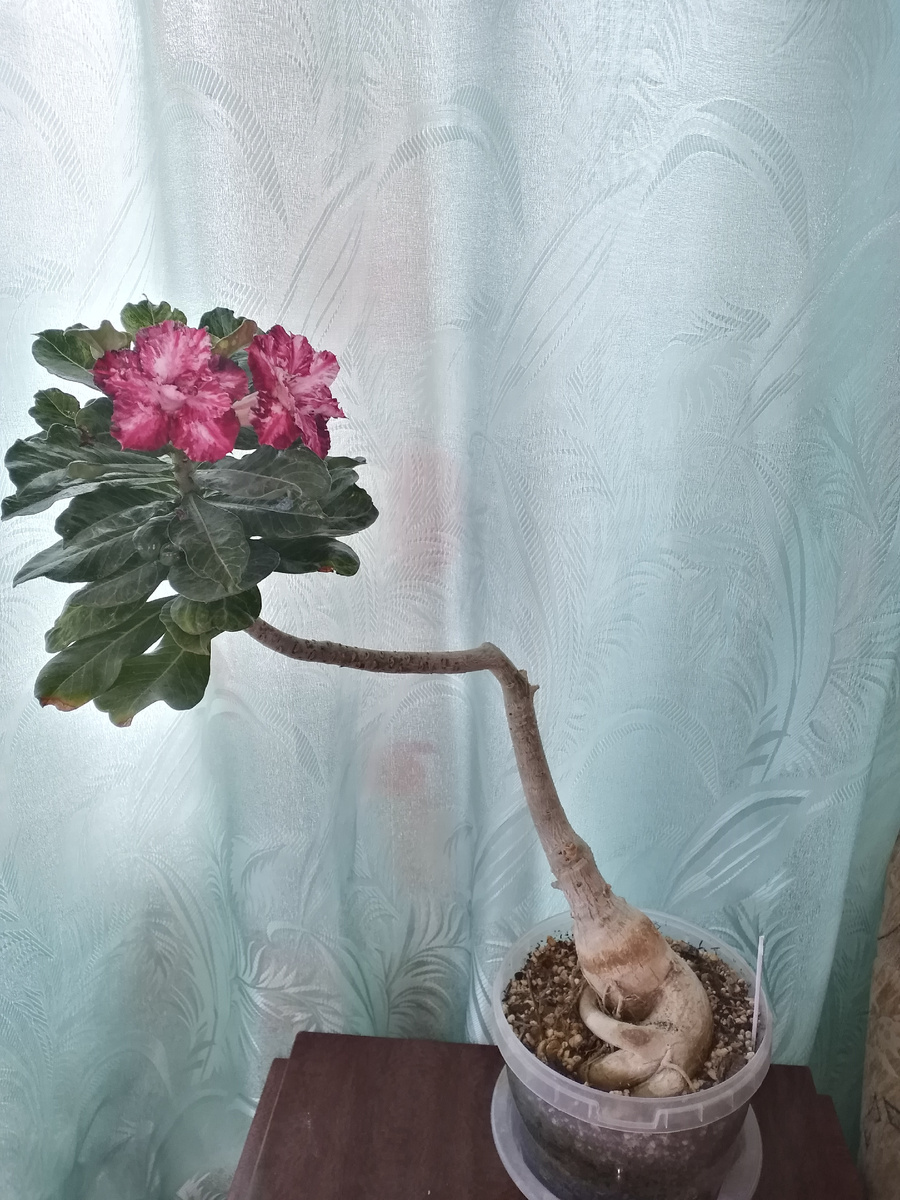 Взрослая прививка 