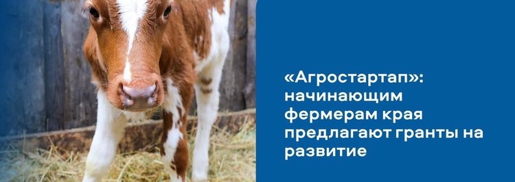    На гранты «Агростартап» в Красноярском крае в этом году выделено свыше 90 млн рублей