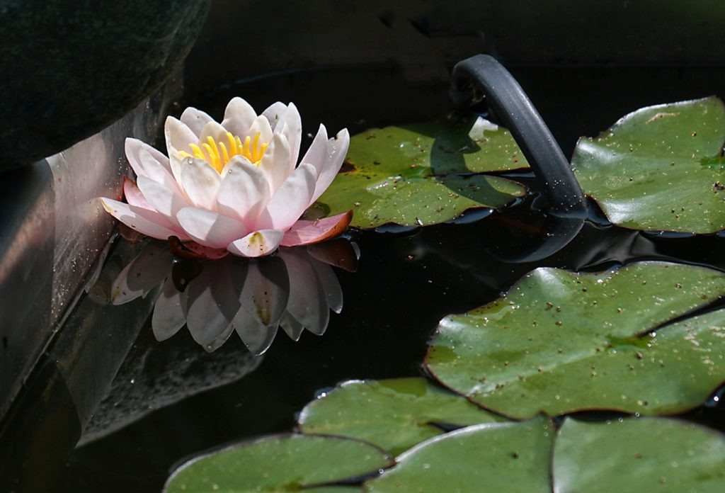    Милые обитатели пруда кувшинки. Знамя Труда