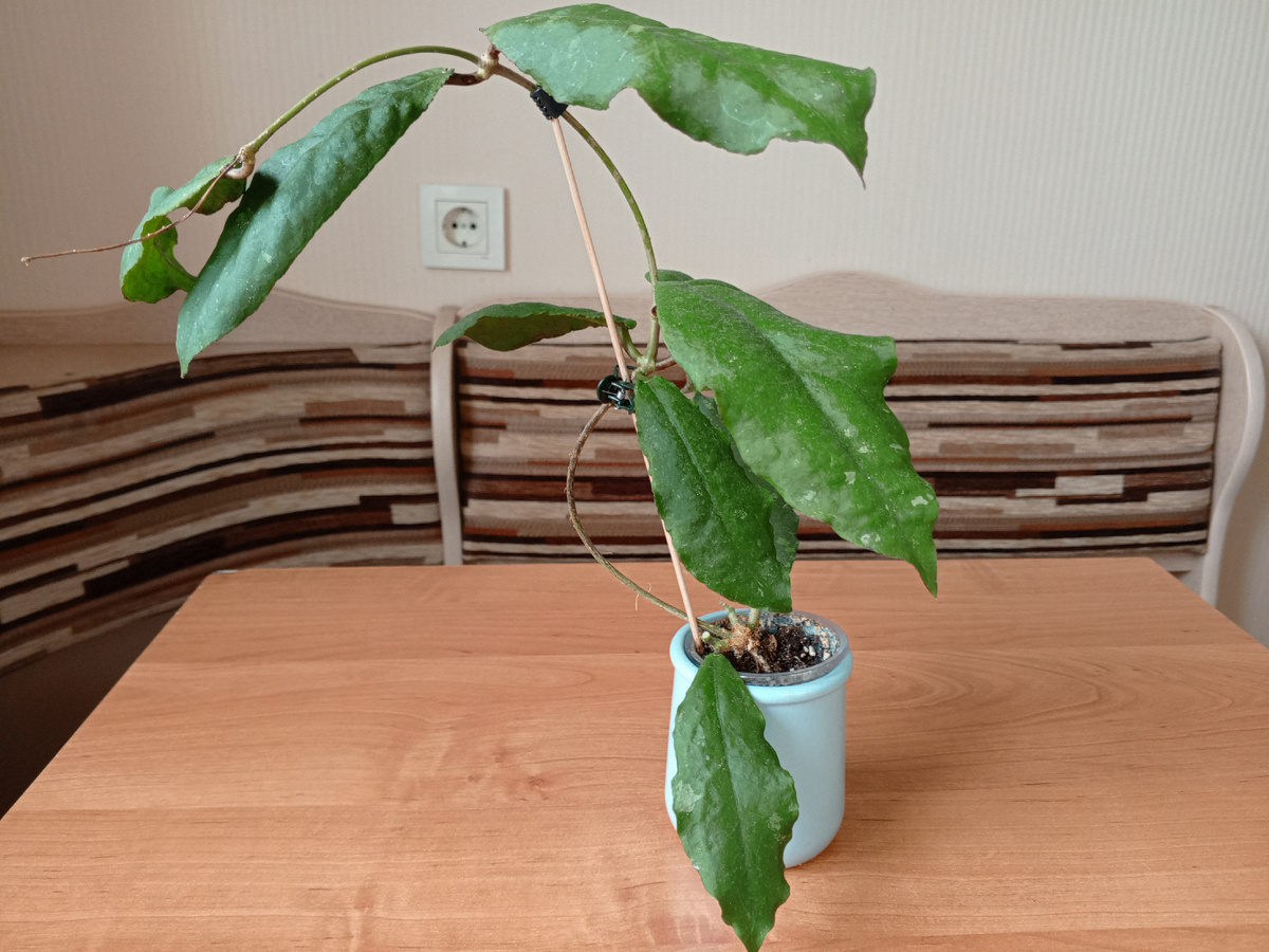 Моя хойя Ундулата