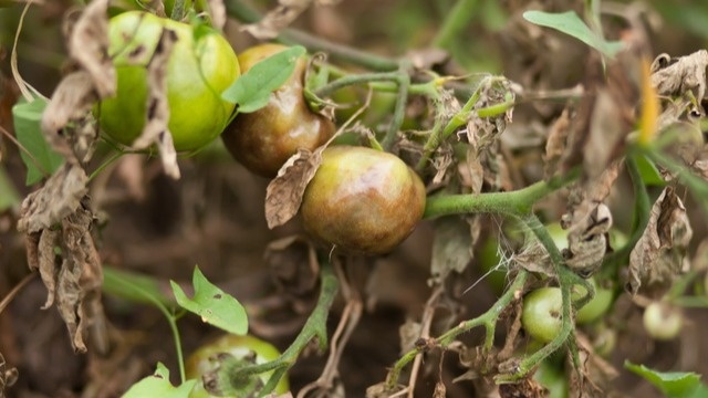 Именно так выглядели мои посадки в середине июня после недели дождей - классические признаки фитофторы