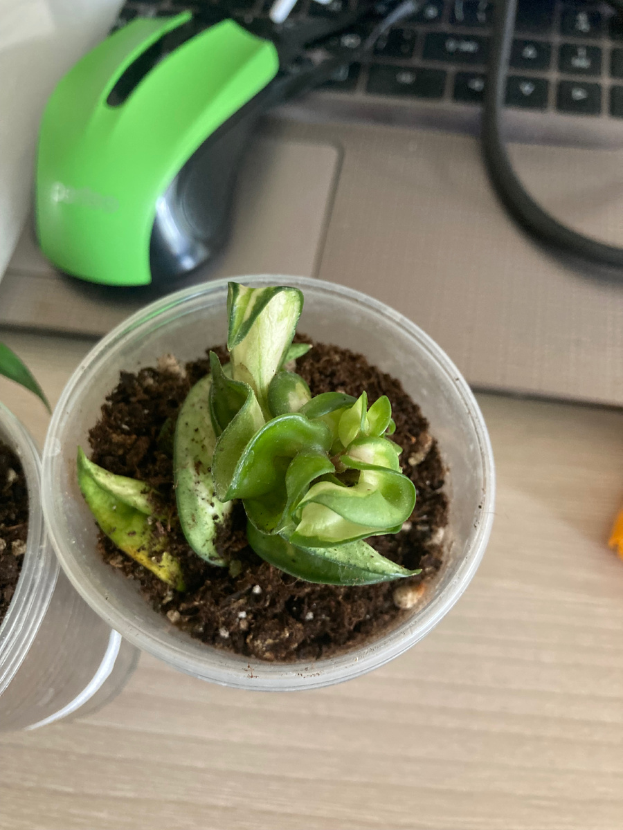 Хойя компакта вариегатная