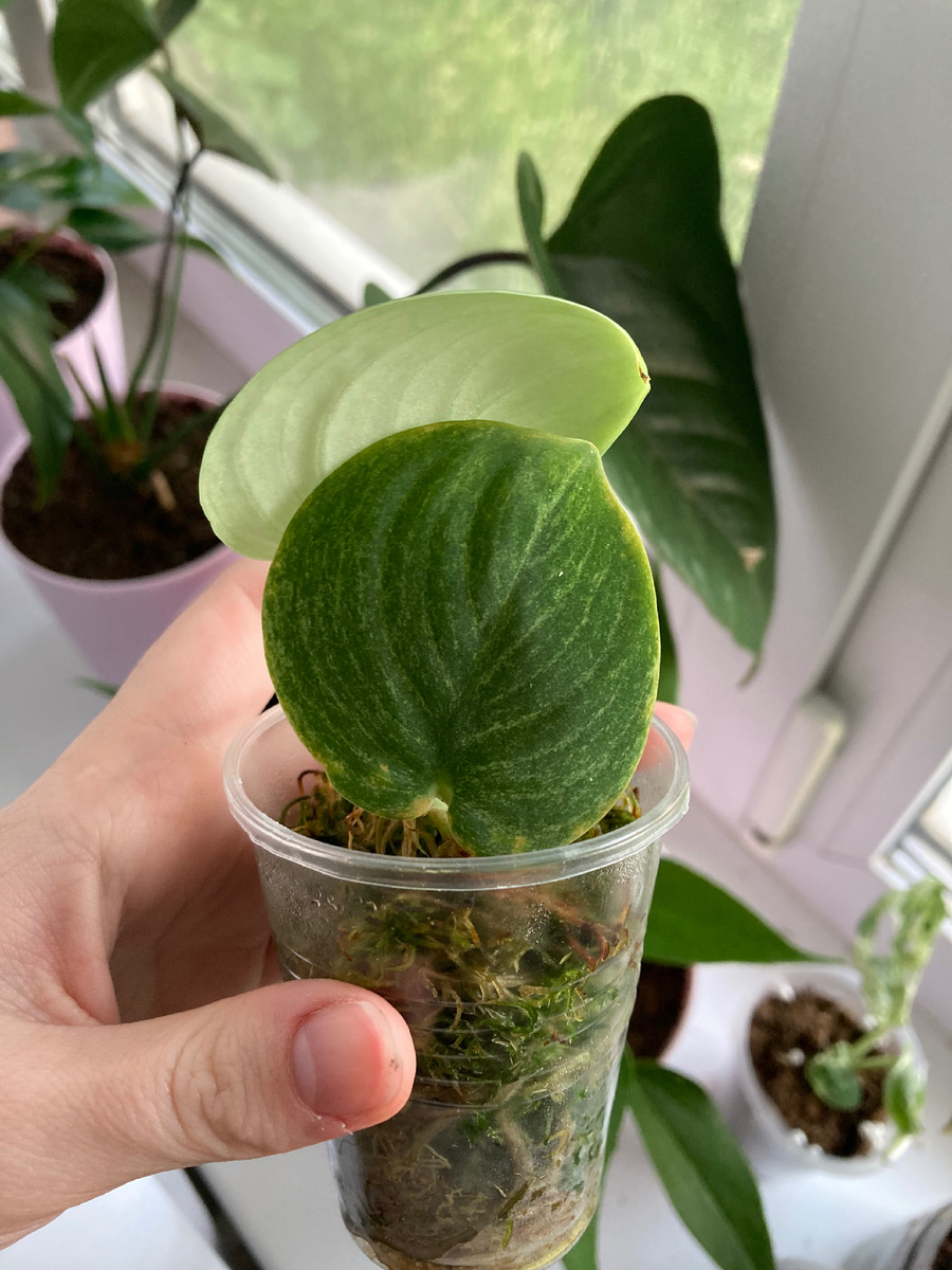 Сциндапсус Жаде Минт Вариегатный