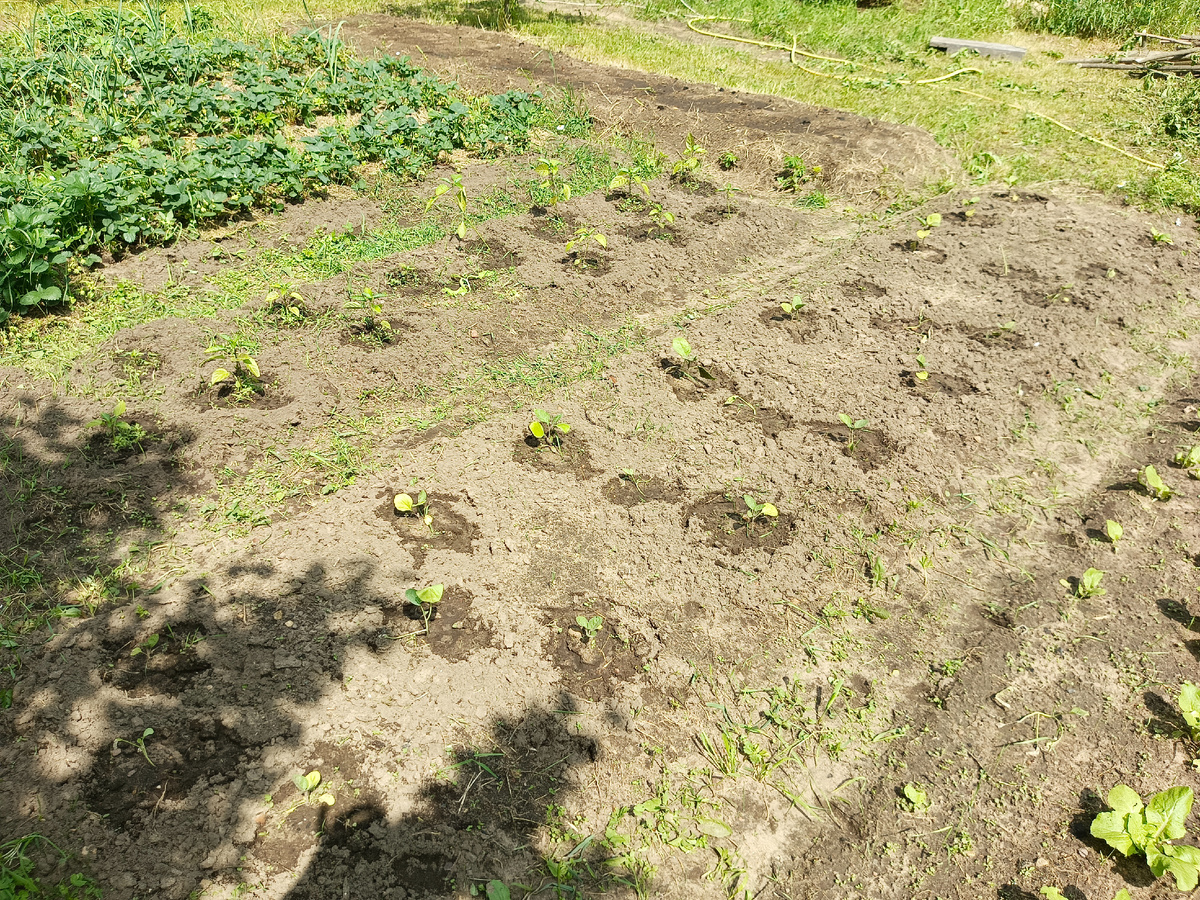 Перцы и баклажаны