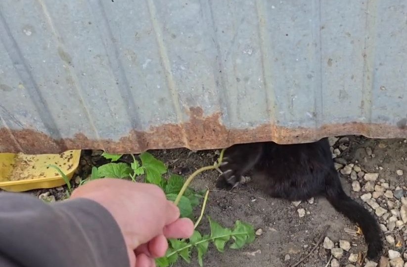 Одинокий котенок. Нам позвонил молодой человек, который просит помощи у местных и не только