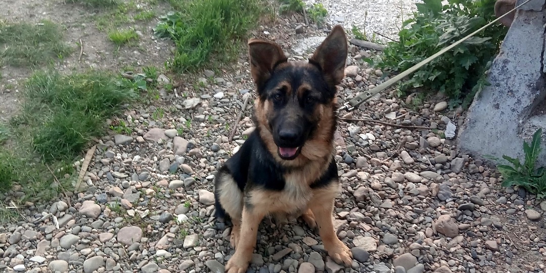 В приюте для собак - месячник разбитых сердец