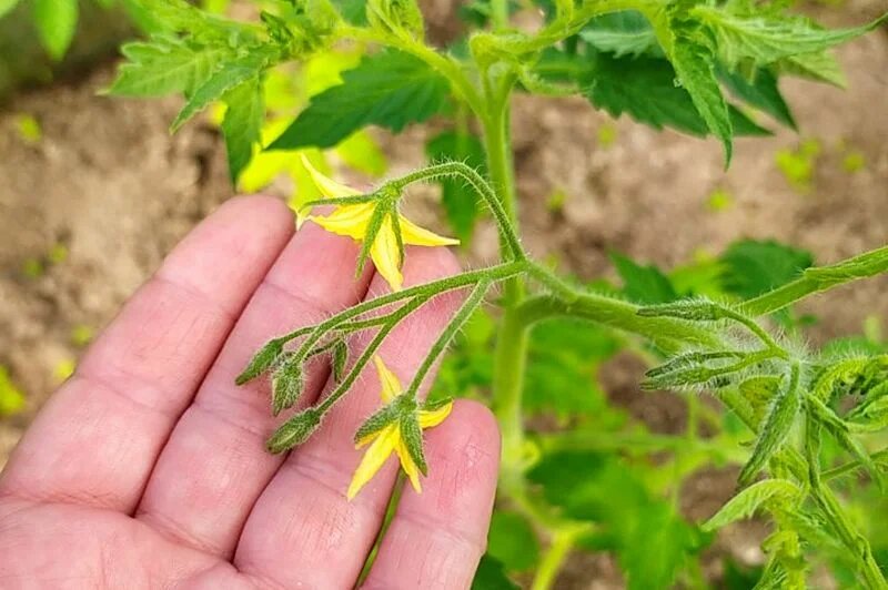 1 ст. л. на 10 л воды для томатов. Поливаю томаты, чтобы из каждого цветка образовалась завязь