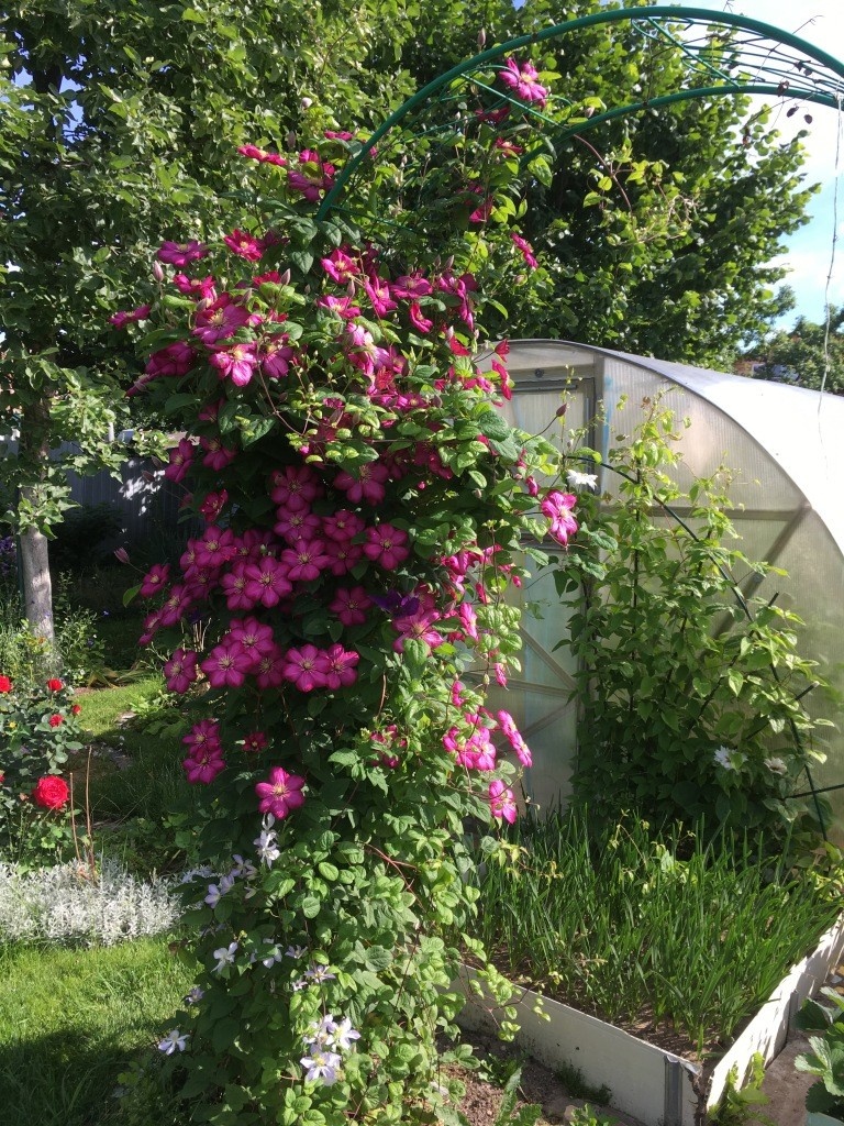 Осенью тут доминировал малиновый сорт, а весной...