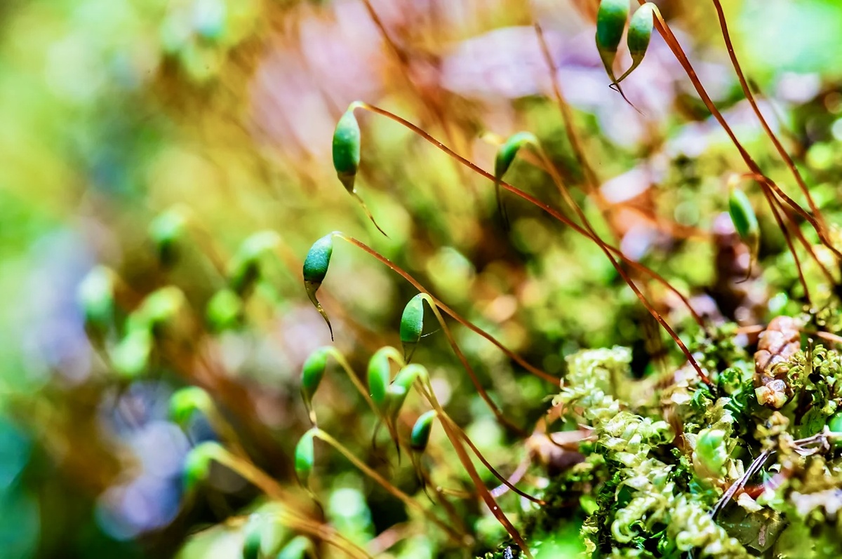 Гетти Изображения
Мхи выбрасывают в воздух огромное количество спор из капсул на концах стеблей (Кредит: Getty Images)