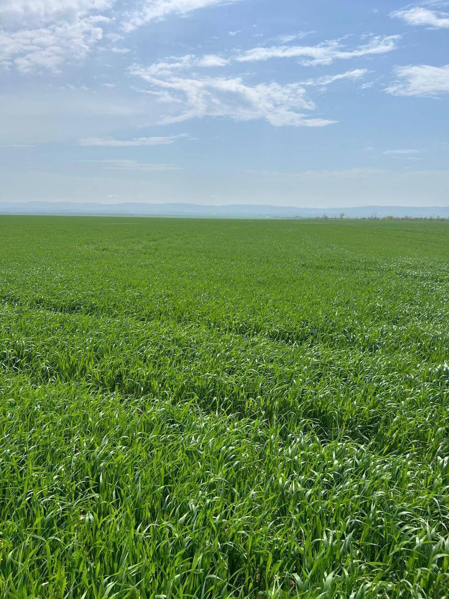    Фото: фото ГТРК-Алания