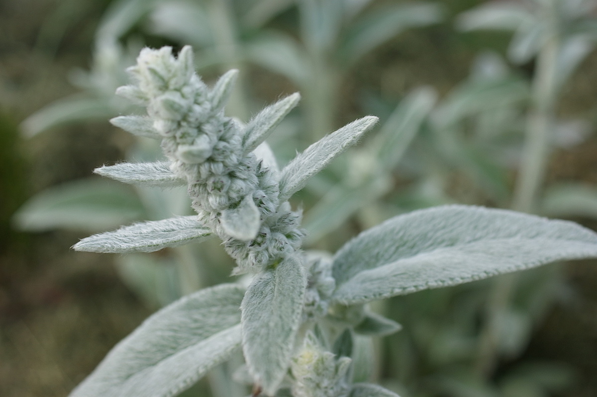 Пушистые бусинки – сплошная милота. 