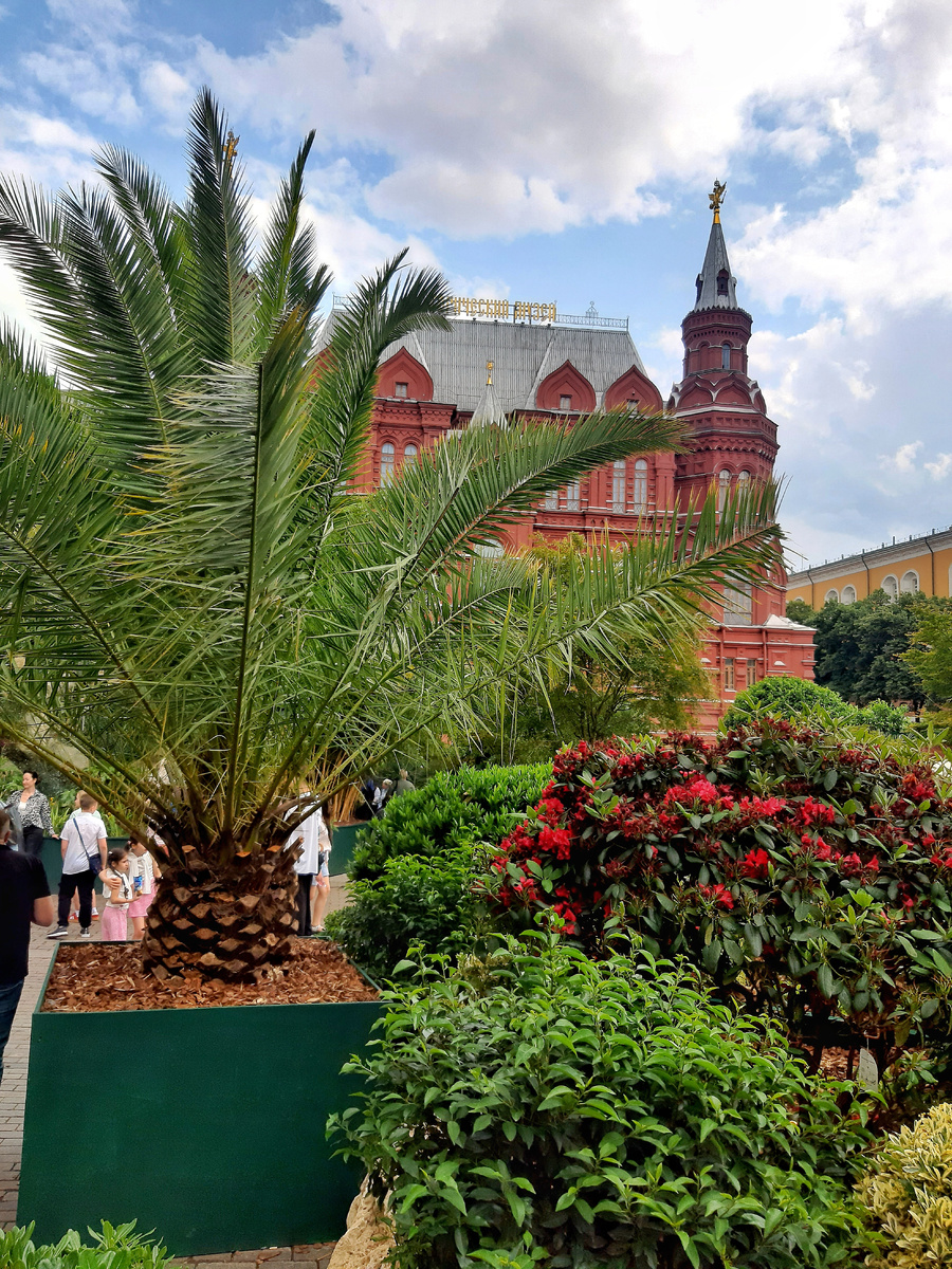 Лето 2025 в Москве. Тропический оазис на Манежной площади.