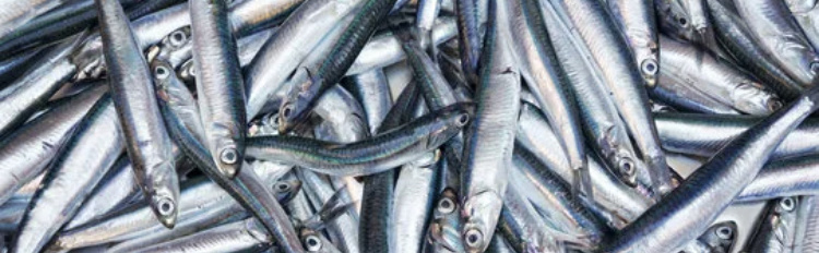 Перуанский анчоус 