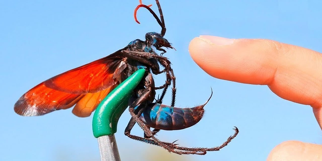 Оса-ястреб: От её яда можно лишь упасть на землю и кричать. Чем опасна крупнейшая оса в мире?