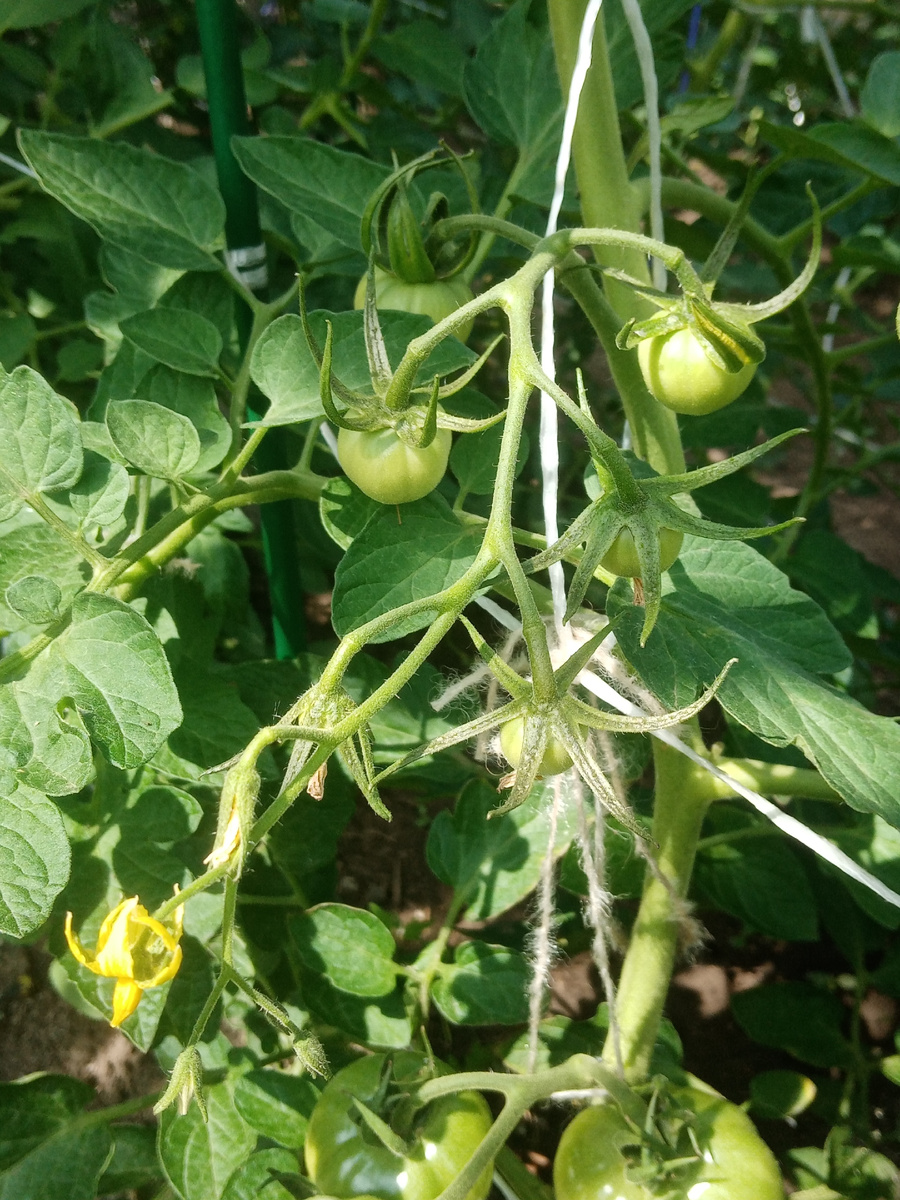 Фото автора. Сорт Бочка меда.