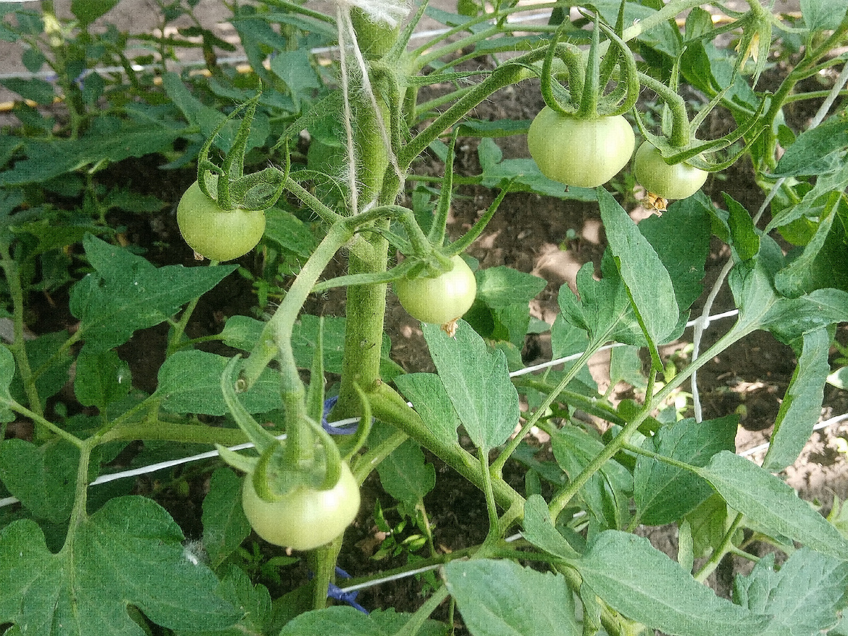 Фото автора. Сорт Бочка меда.